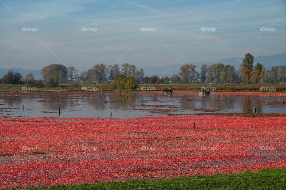 Cranberry Harvest