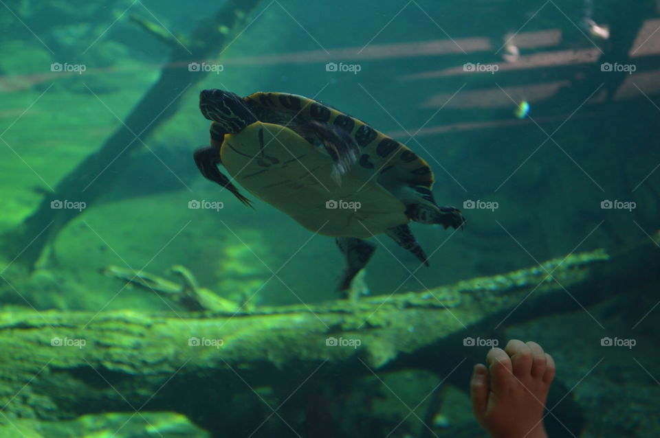Aquarium Turtle