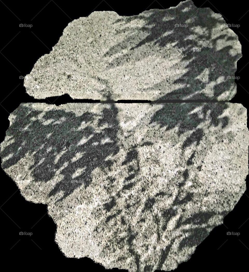 Reflection of leaves