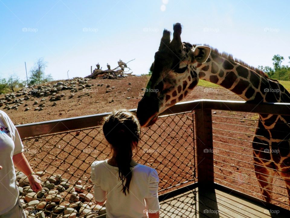 feeding the Giraffe
