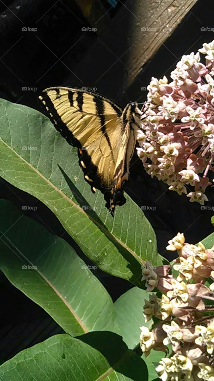 Tiger Swallowtail clinging to a milkweed flower on a warm summers day.