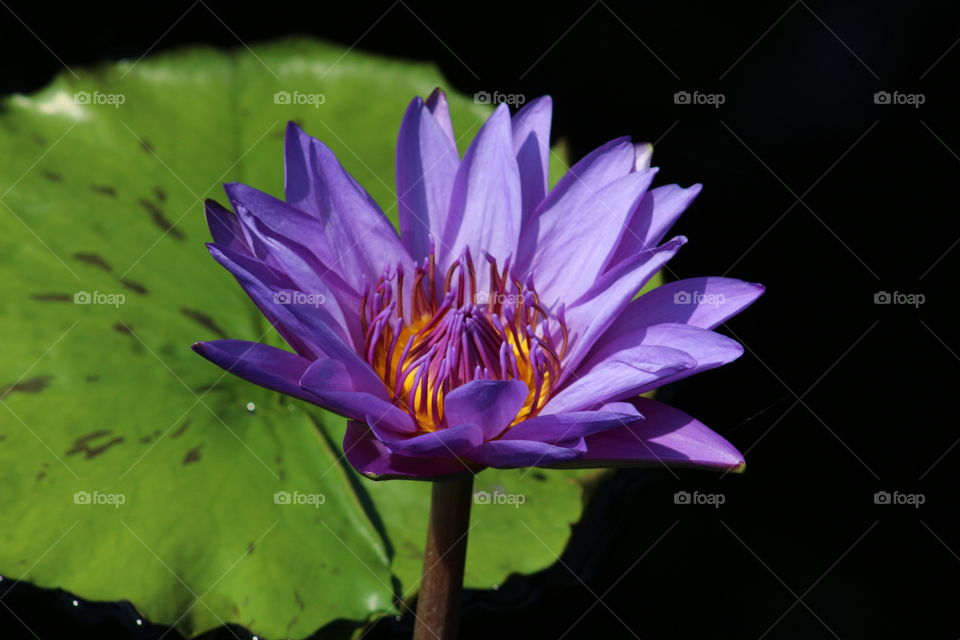 Water Lily