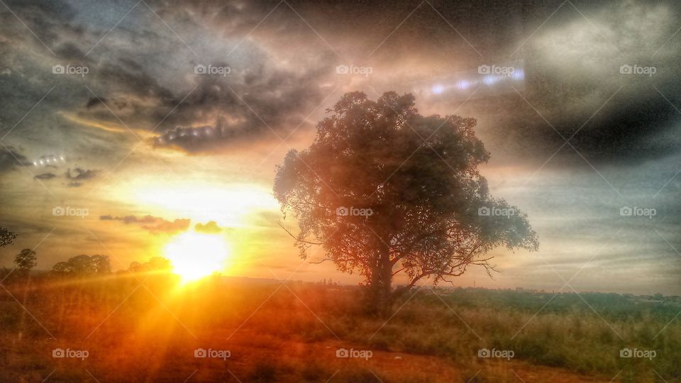 árvore sol paisagem