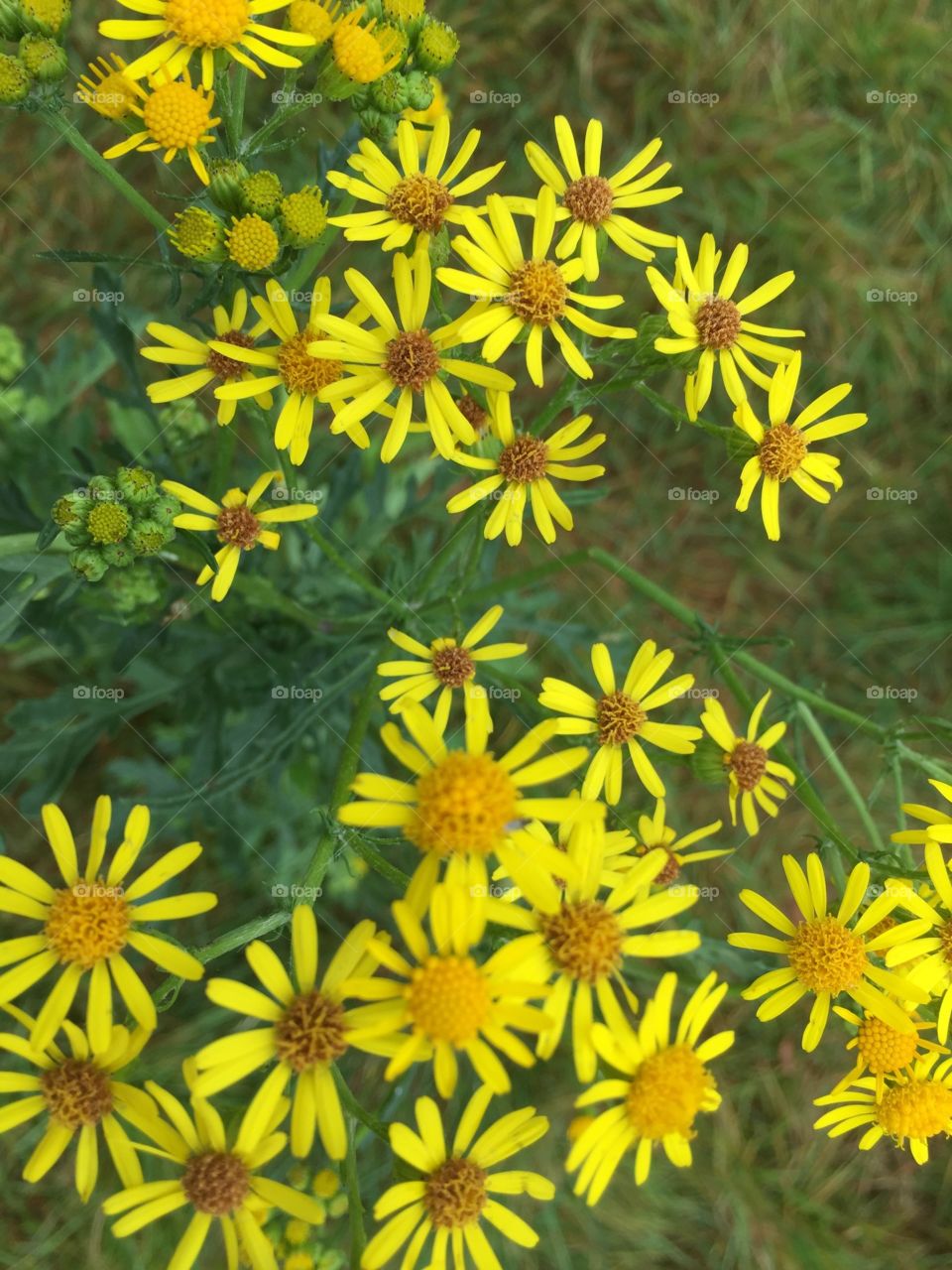 Yellow flowers in September