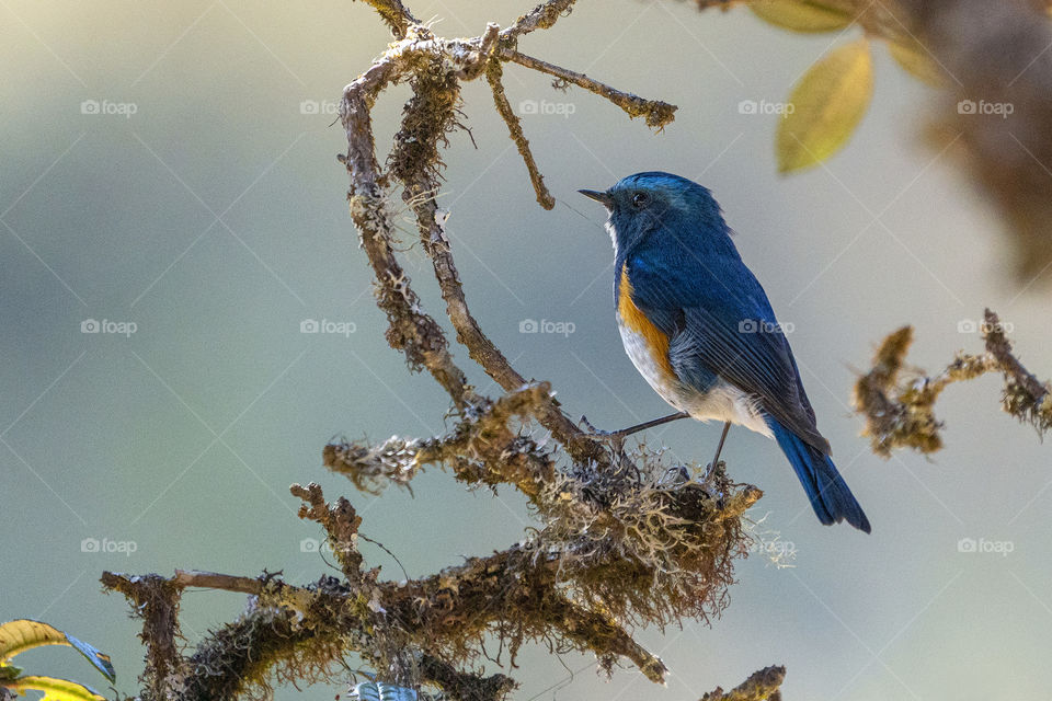 Bird ID - Himalayan Bluetail