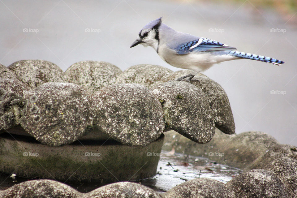 Bluejay