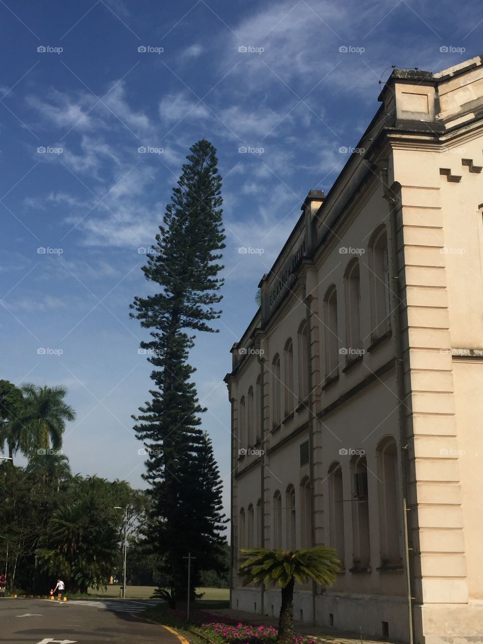 Tree - Sao Paulo University - Piracicaba 