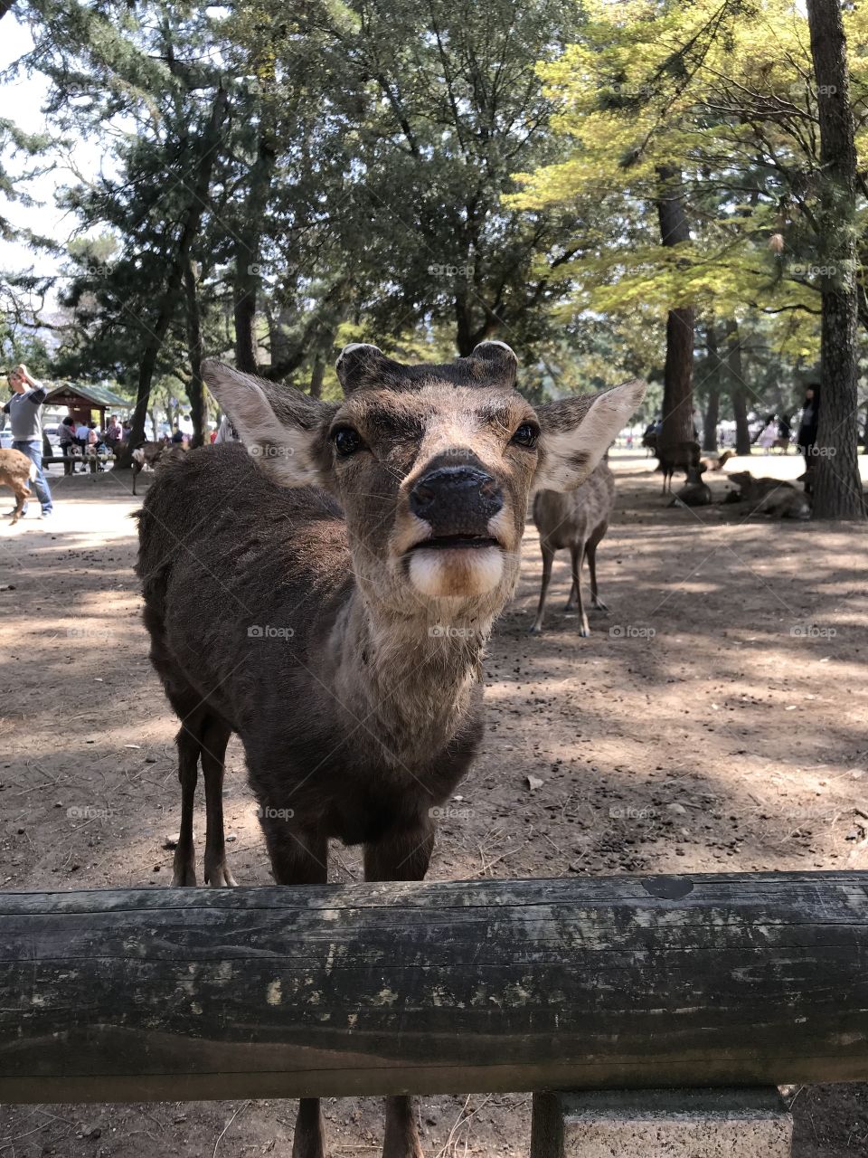 Meeting beautiful deer in Nara, Japan