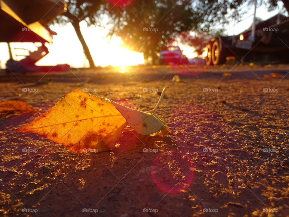 Autumn leaves in sunset