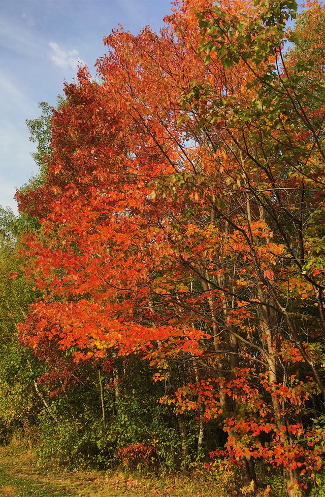 Autumn finery