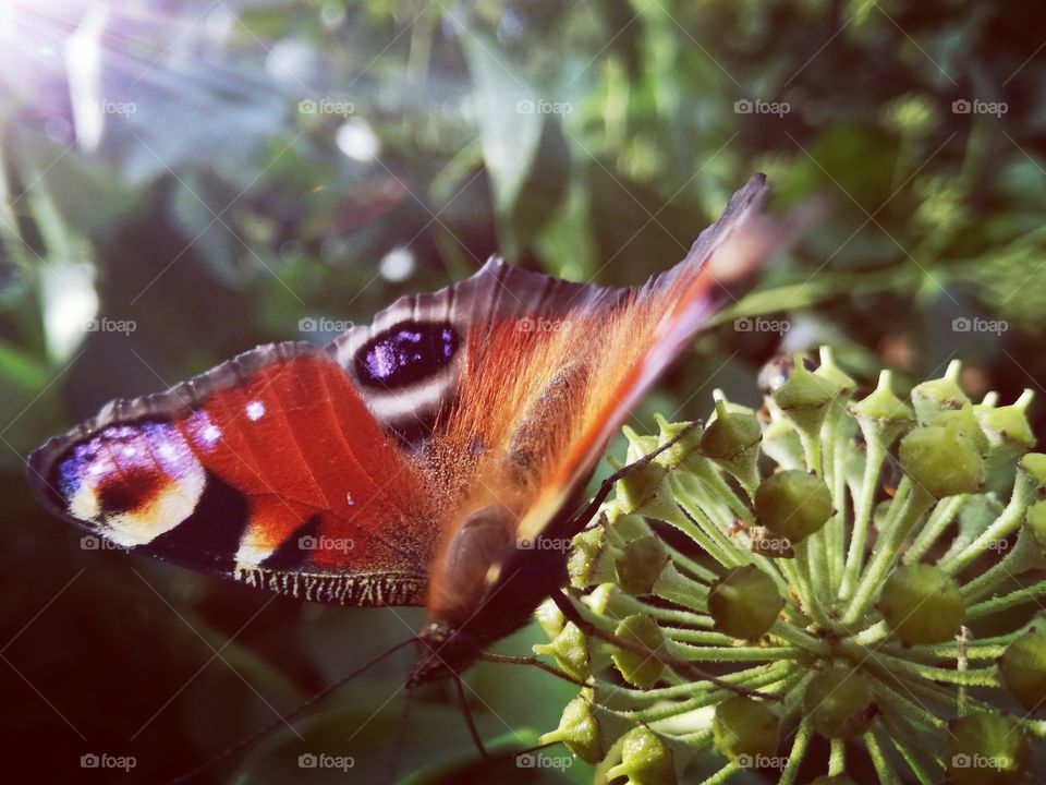insect butterfly