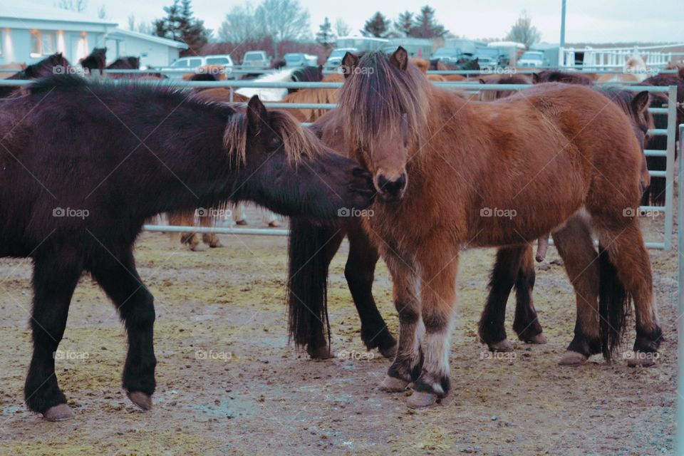 Iceland horses