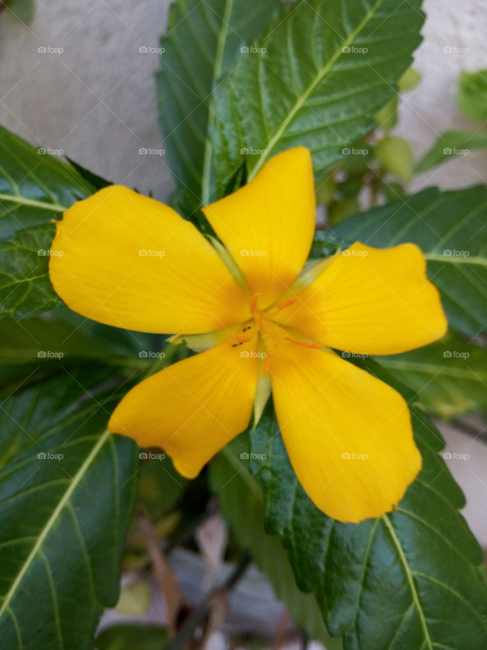 Leaf, Nature, Flora, No Person, Garden