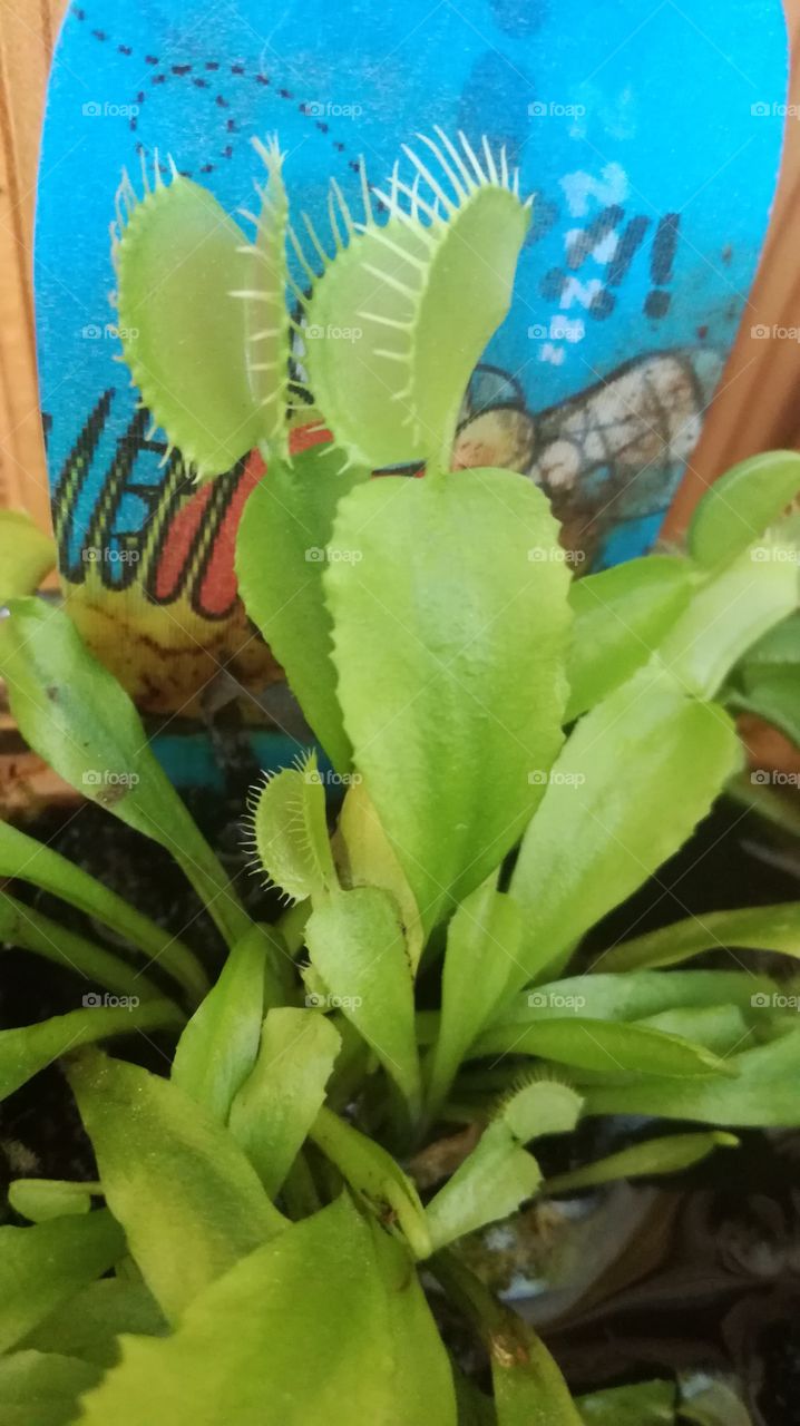 my carnivorous plant