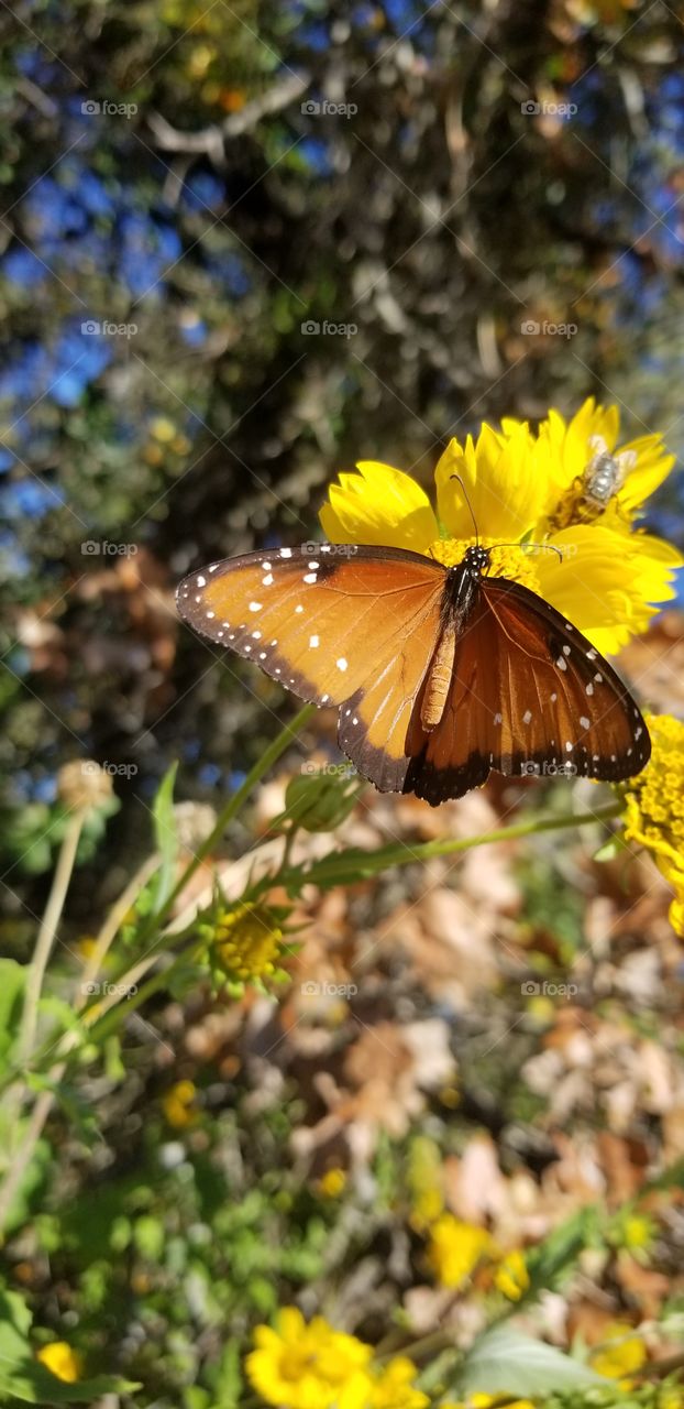 A female queen butterfly (Danaus gilippus) feeds from a bright yellow flower on a sunny day.