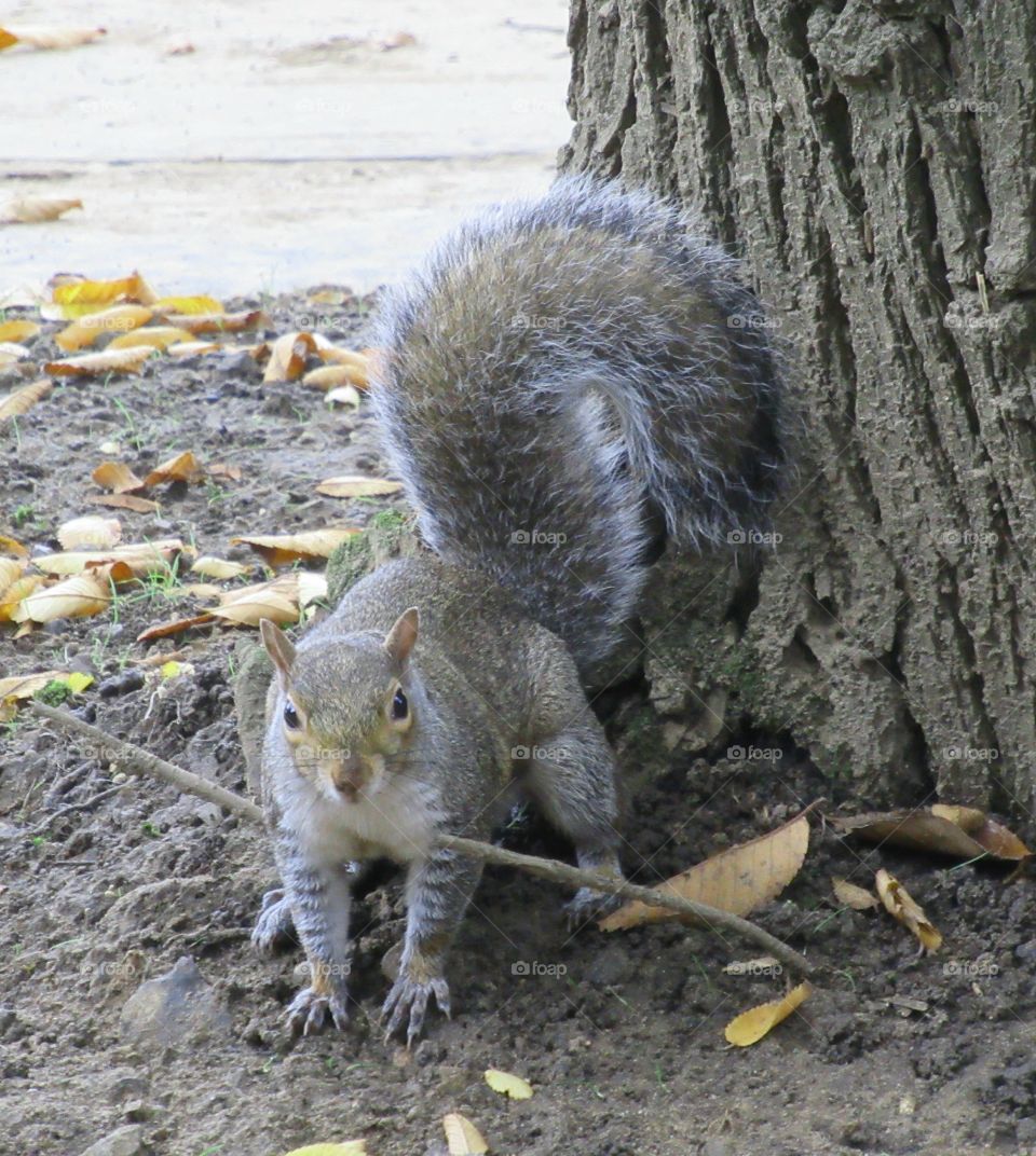 A grey squirrel with striped legs. On the alert next to tree trunk.