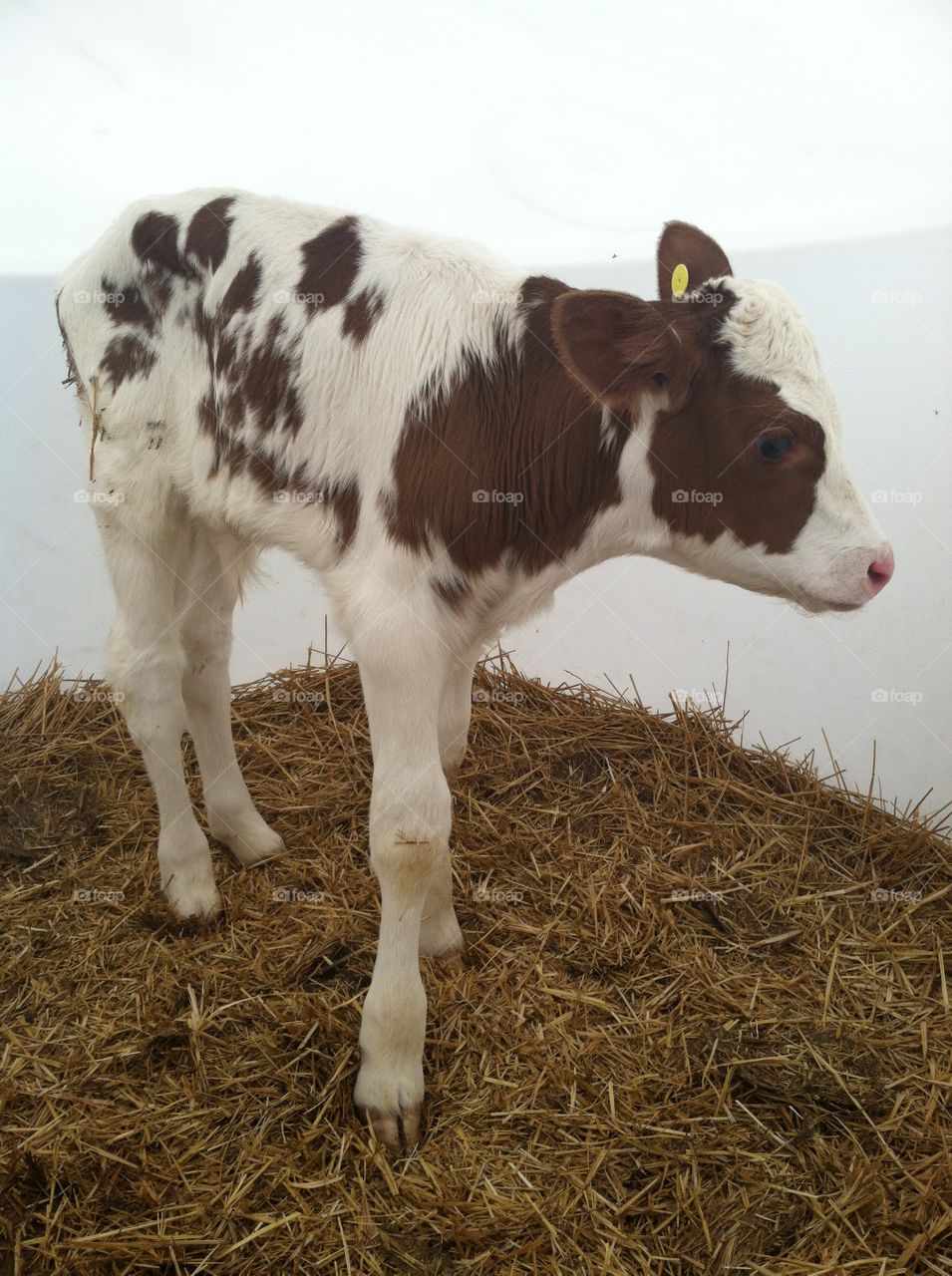 Brown and white baby cow, aka a calf with a hello tag in his ear