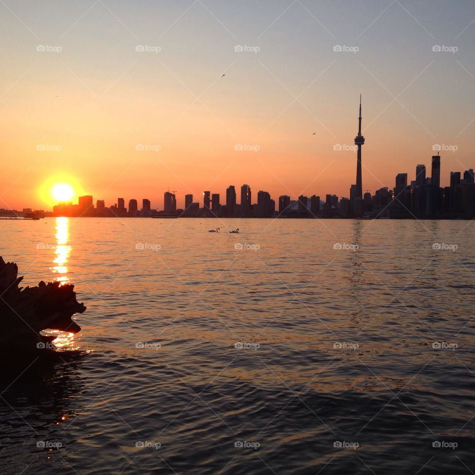 Toronto sunset over skyline with swans
