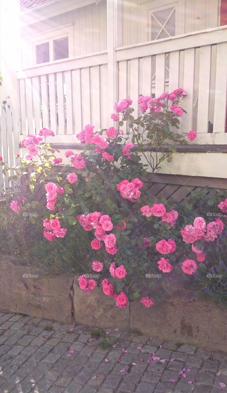 pink roses. pink roses