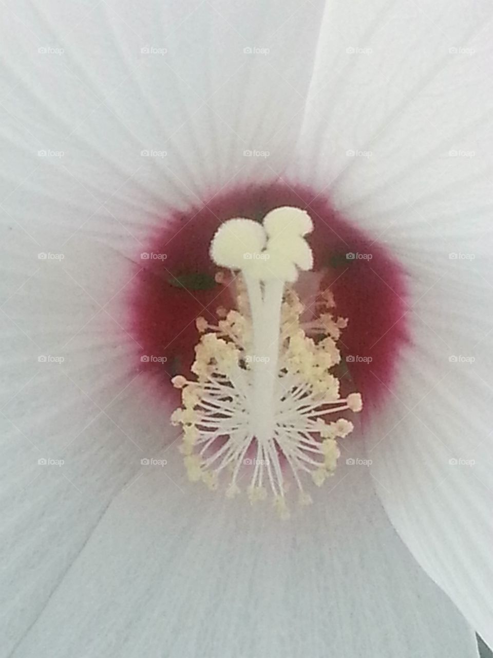 Flower Core
