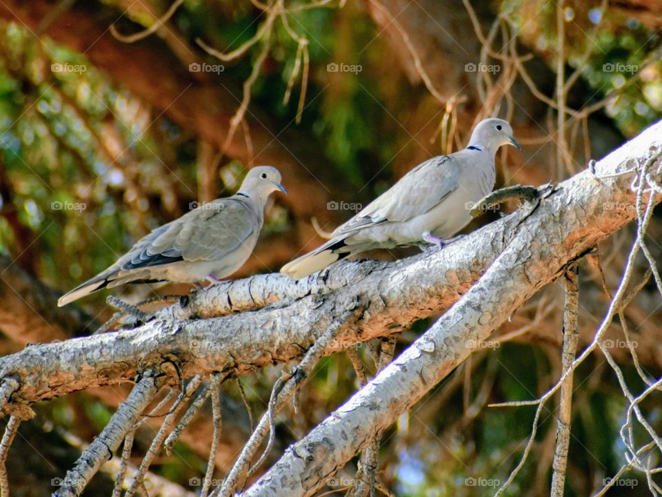 two pigeons on a branch