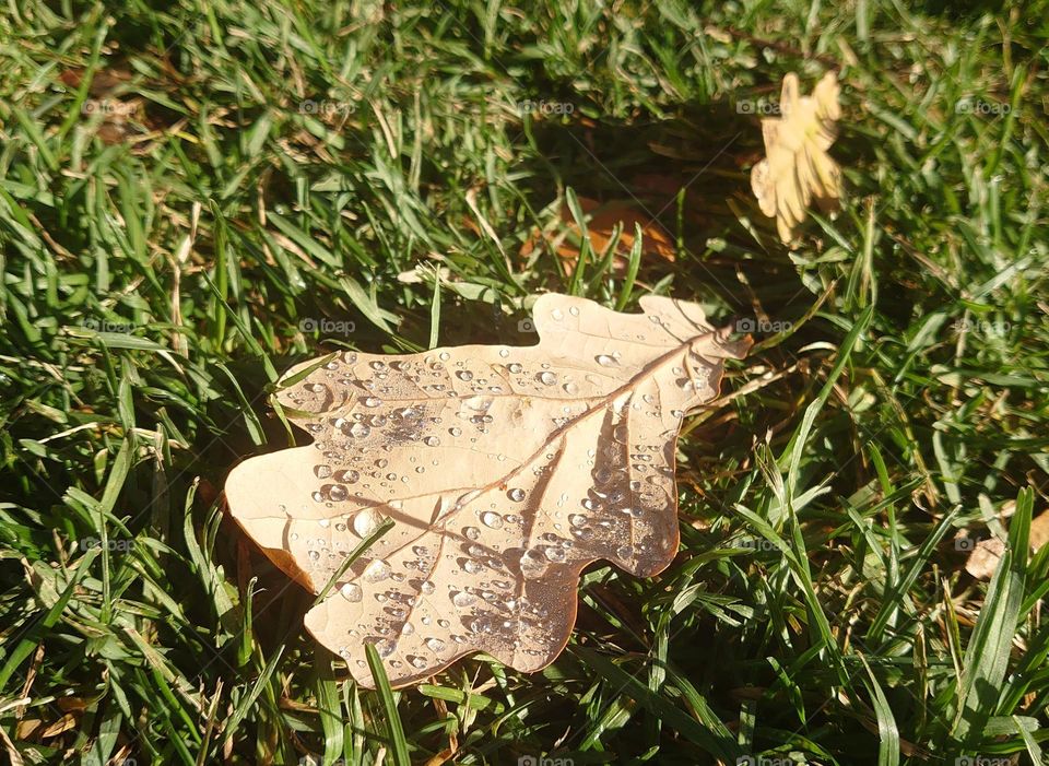 Autumn mood 🍂 Fallen leaves 🍂 After rain🍂