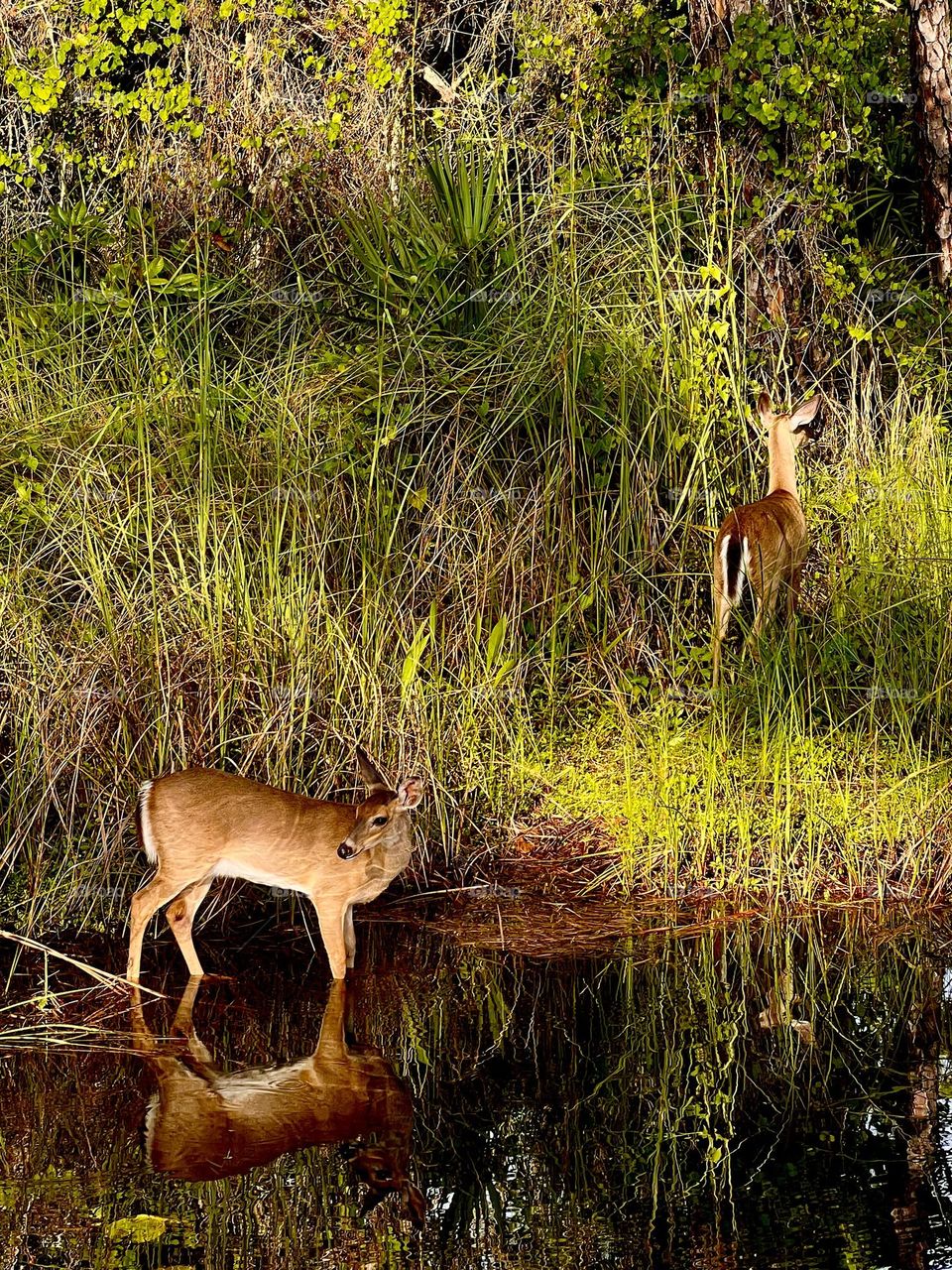 Pair of whitetail deer pausing at the edge of the pond, before disappearing into the forest