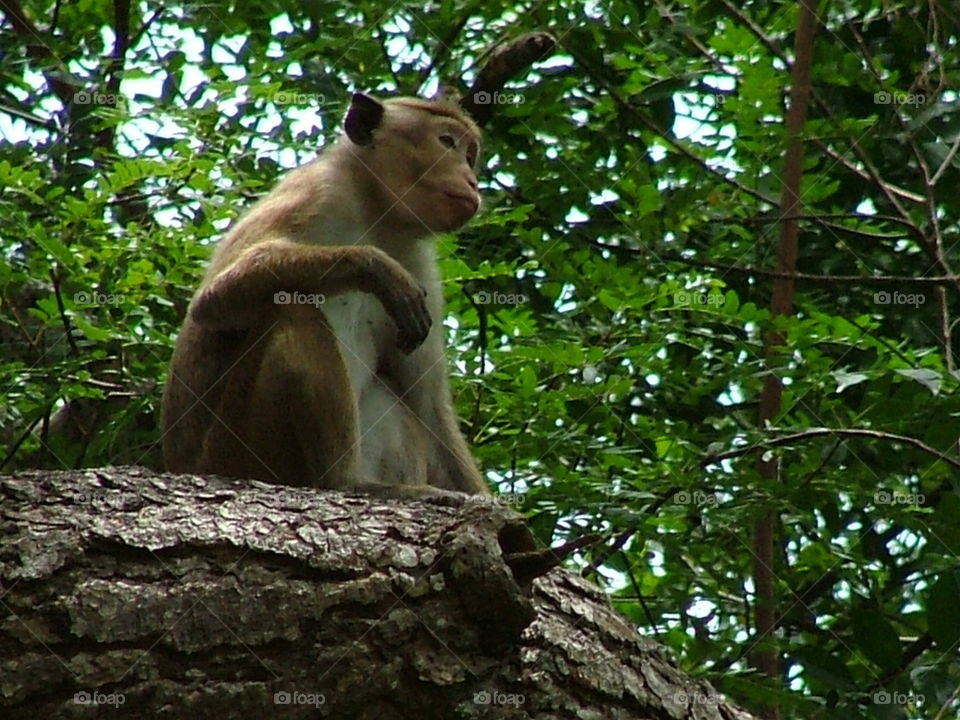 Sri Lanka Monkey