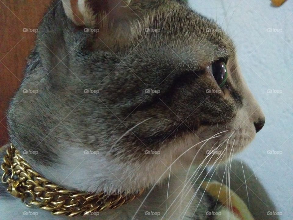 Cool Cat. Our blingbling furr baby.