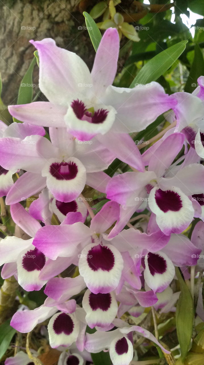 #foap_style #beauty_full #pflanzen #photo_of_the_day #love #spring #forest #Landschaft #Foap_art #Foap_eye #garten #plants_of_Foap #summer #macro #blossom #wood #photo