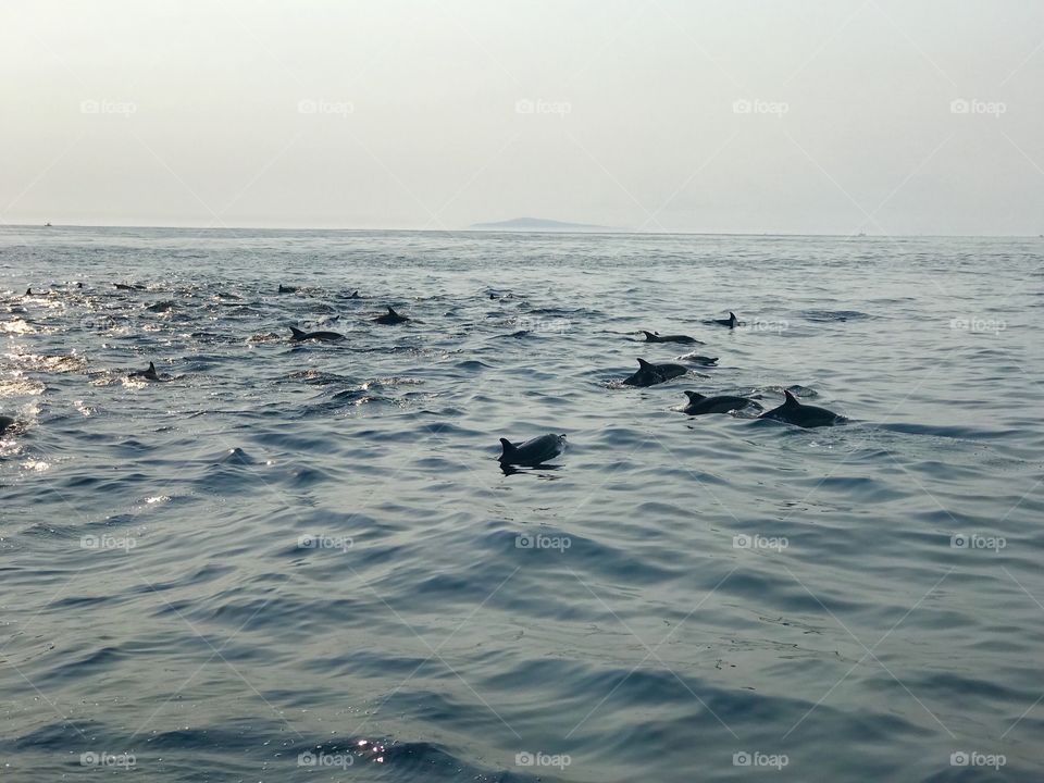 Dolphins at Newport Beach