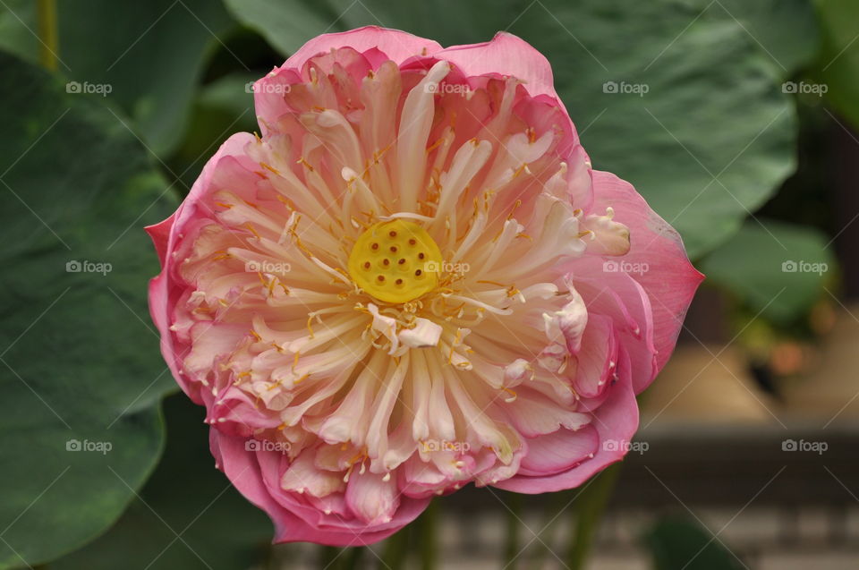 Pink lotus in garden