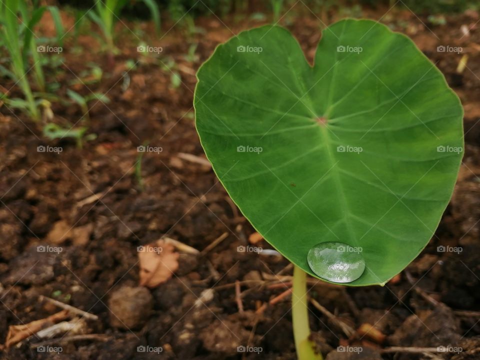 BEAUTIFUL GREEN YAM OR Taro leaf with morning dew drop in Field.