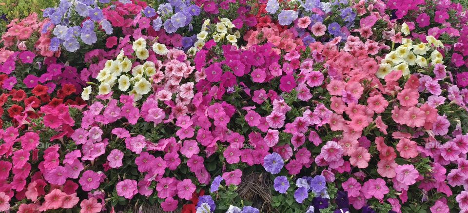 the flower garden with colorful flowers in the spring
