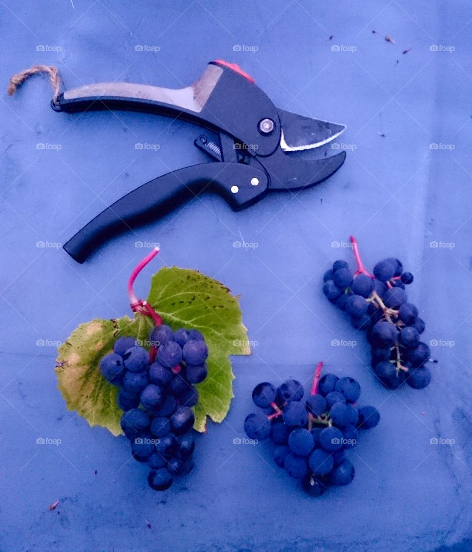 Harvest grapes. Harvest grapes