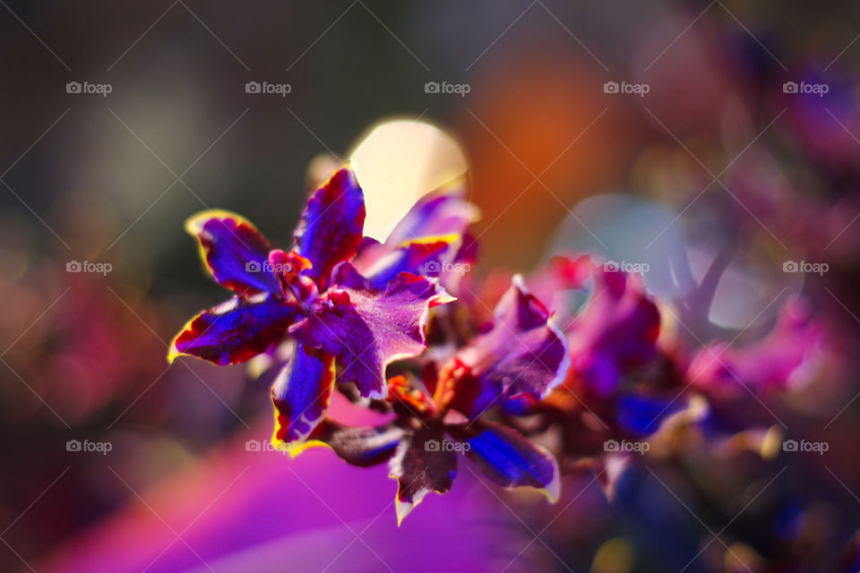 violet flowers orchid flora nature