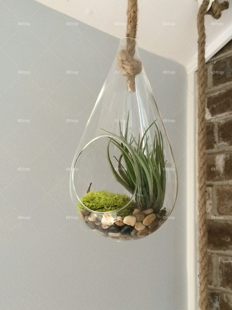 Airplant 