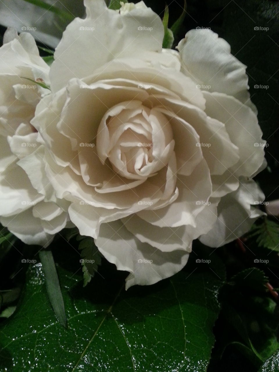 A Rose or Some other Kind