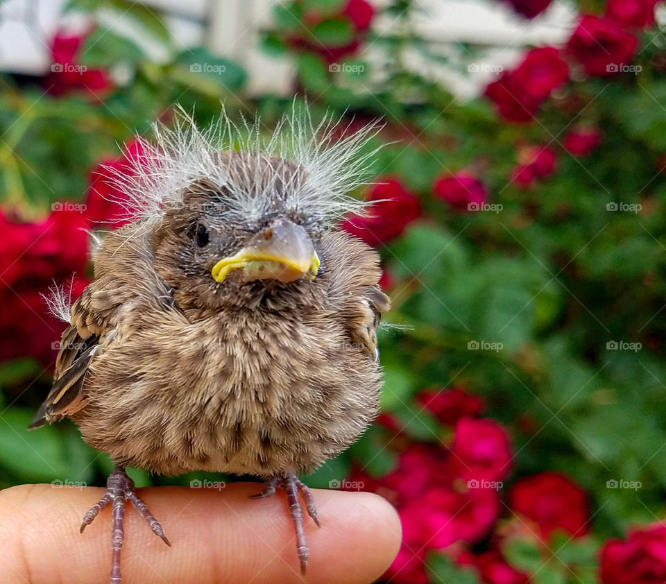 baby bird perched on finger with roses in background