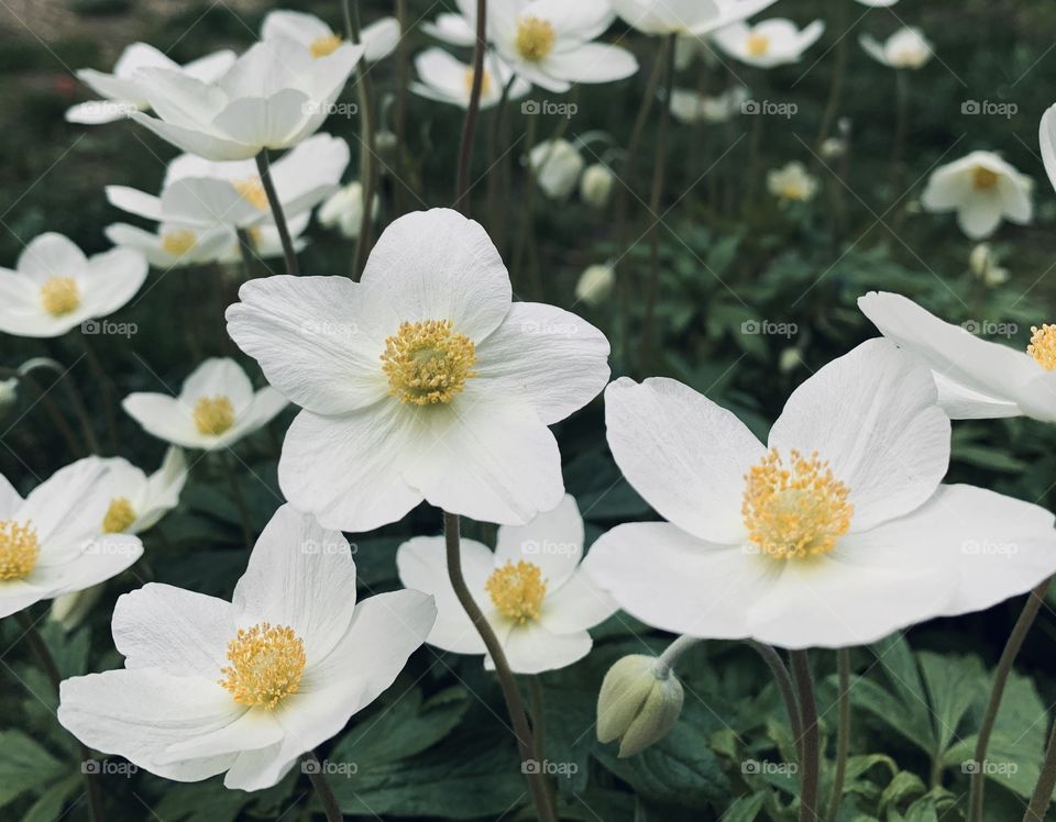 White anemone flowers look at camera 