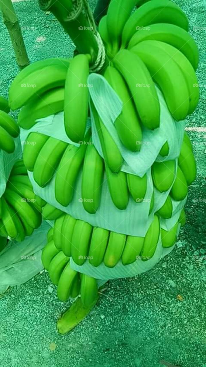 The king of banana plantations, from Davao Philippine.