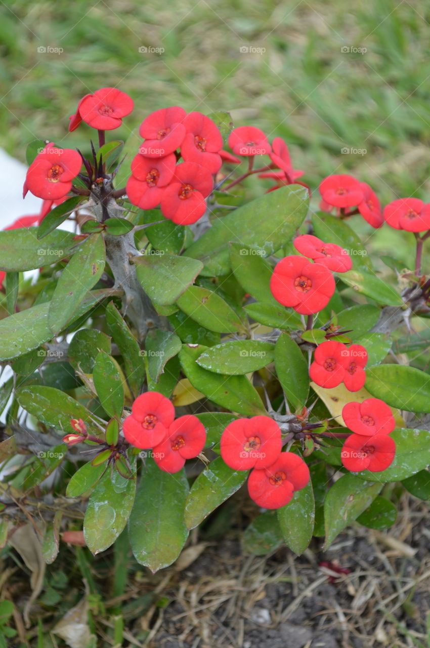 a little red flowers