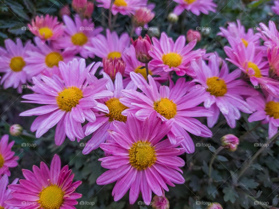 Pink chrysanthemums in the garden. Flowers.