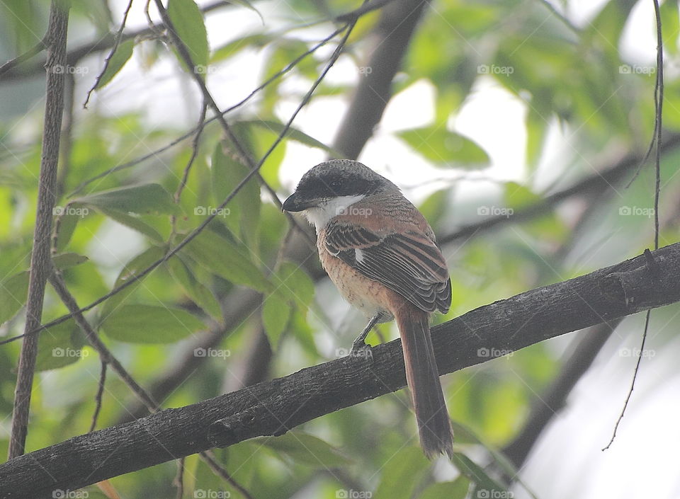 Long tailed - shrike . The young bird character perching on at the brach of the cherry . Here's long time spending to keep the body from the sun at the day . Sometime the site using for spending its feed .