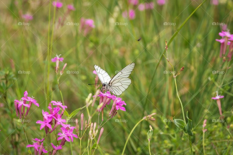 Beautiful white butterfly on the purple flower