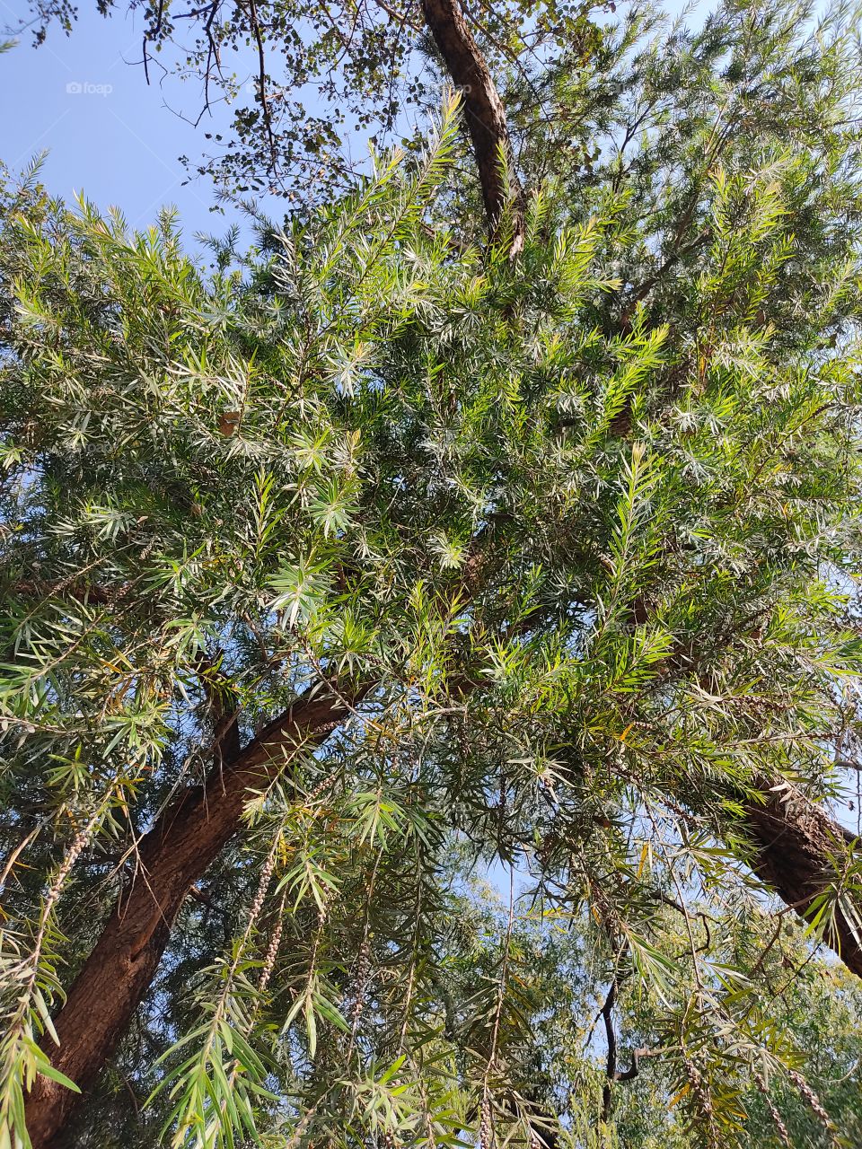 Beautiful😍 Tree🌳