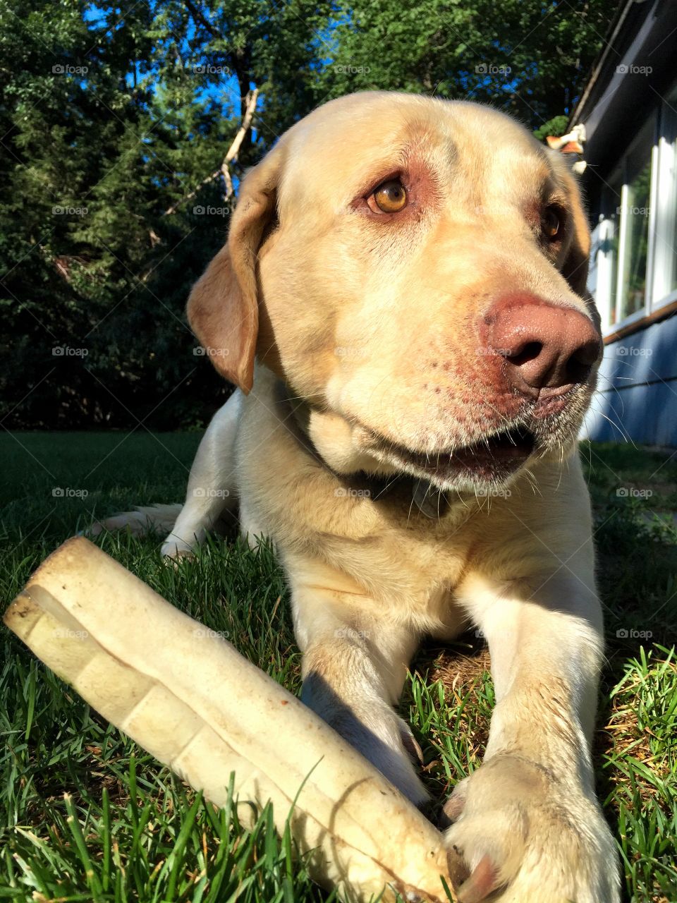 Yellow Labrador Retriever 