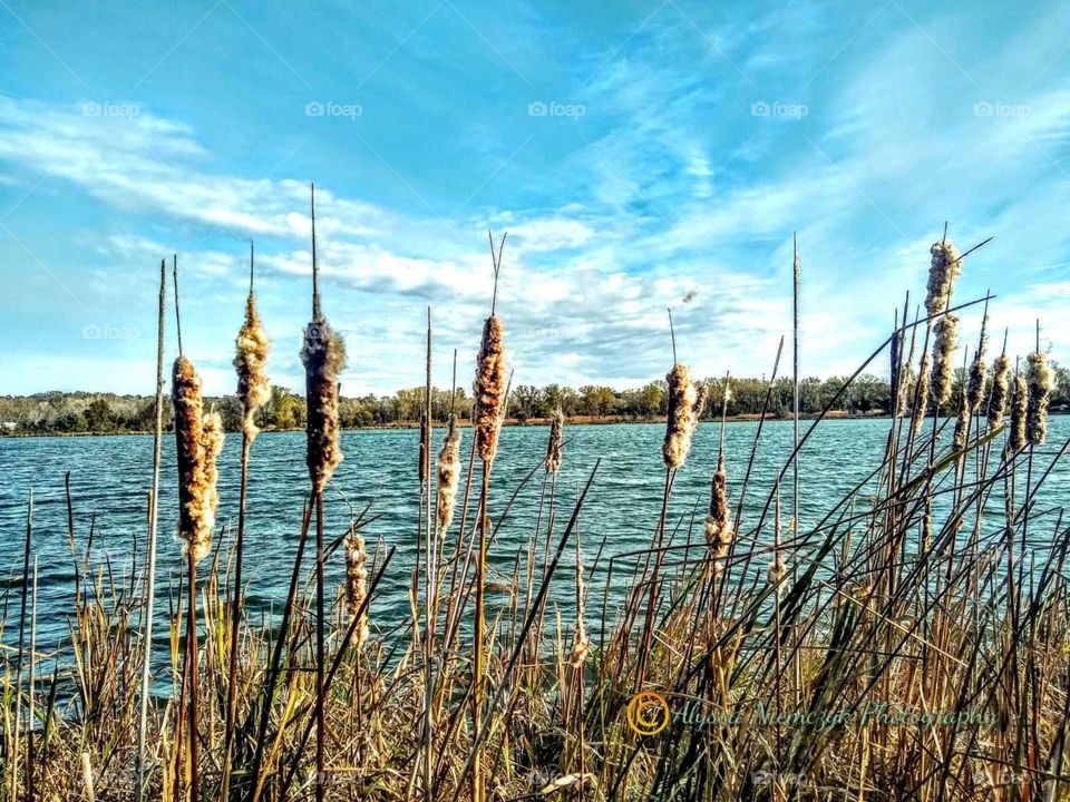 Colorful cattails and pond scene. About to loose their fluff "Beautiful to Let Go".