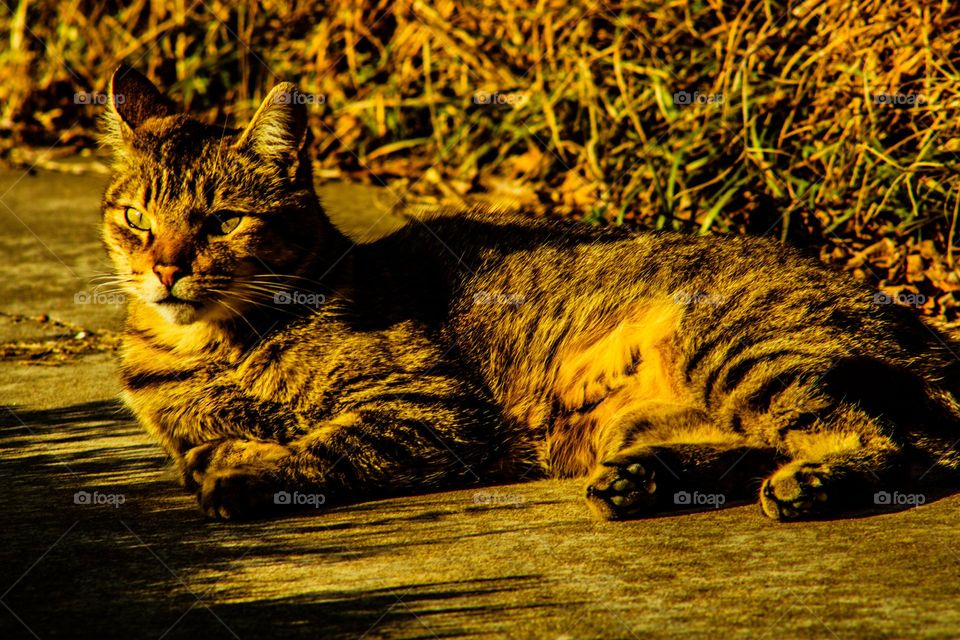 sunbathing kitty