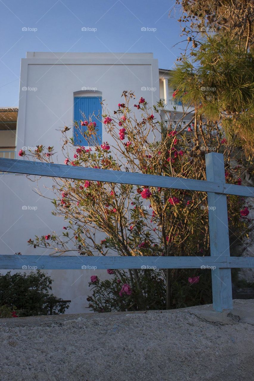 House with wooden fence and wild flowers